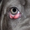 Enfermedades de perros laganas en los ojos