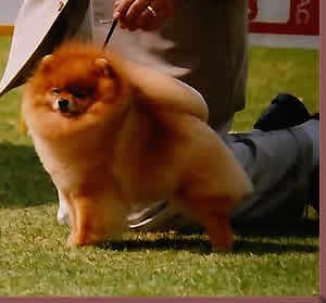 Chiggar