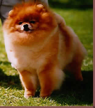 Chiggar