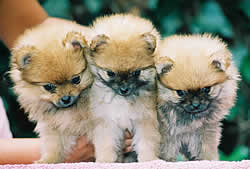 pupps