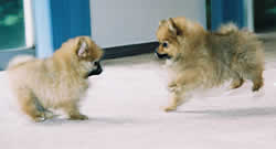 pupps