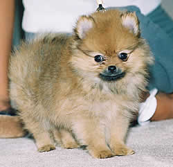 pupps