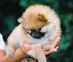 pupps