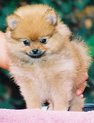 pupps