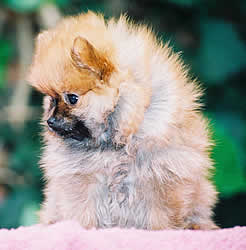 pupps
