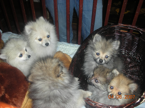 Pups