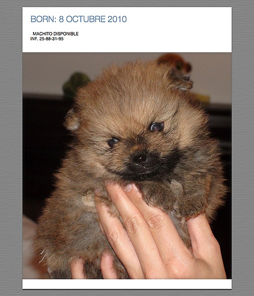 pom