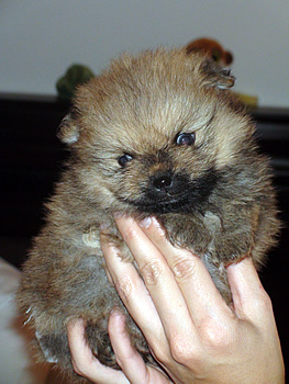 pom