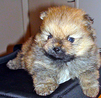 pom