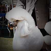 Poodle